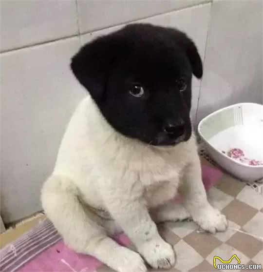 狗狗的无辜眼是进化而来？专家：没错，但有一种狗除外