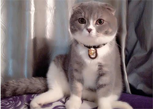公认“难养”的猫咪，没有养猫经验的别碰，养得好的大神