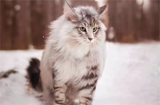 公认“难养”的猫咪，没有养猫经验的别碰，养得好的大神