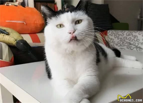 公认“难养”的猫咪，没有养猫经验的别碰，养得好的大神