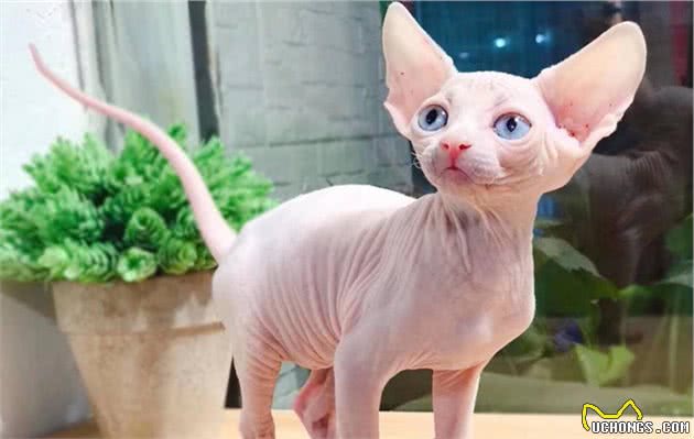 公认“难养”的猫咪，没有养猫经验的别碰，养得好的大神