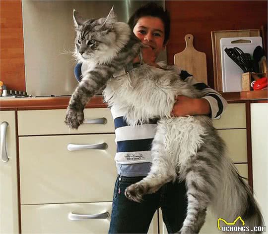 公认“难养”的猫咪，没有养猫经验的别碰，养得好的大神