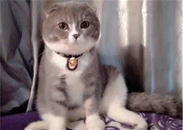 公认“难养”的猫咪，没有养猫经验的别碰，养得好的大神