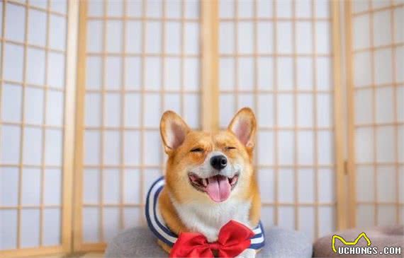 日常总让狗狗做这几个动作，它躺着也能患关节炎！补再多钙也没用