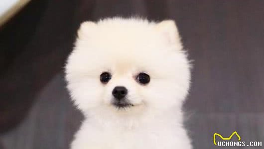 对博美犬健康的10种食物，一般家庭都有