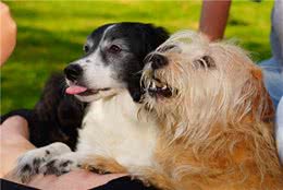 狗狗这4种行为会伤害到自己，主人要警惕，否则它分分钟会出事