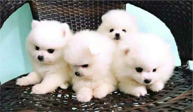有这6个特征的博美犬，不要轻易带回家，不然后悔莫及
