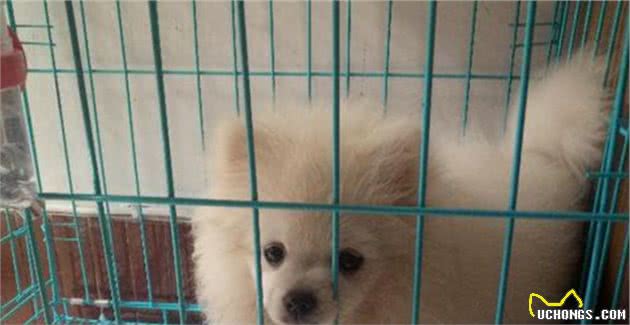 有这6个特征的博美犬，不要轻易带回家，不然后悔莫及
