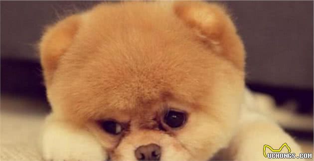 有这6个特征的博美犬，不要轻易带回家，不然后悔莫及