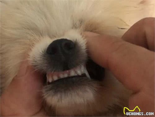 有这6个特征的博美犬，不要轻易带回家，不然后悔莫及