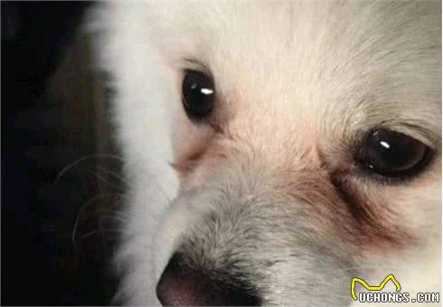 有这6个特征的博美犬，不要轻易带回家，不然后悔莫及