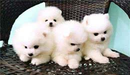有这6个特征的博美犬，不要轻易带回家，不然后悔莫及