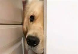 狗狗“担心”你的N种方式，智商真的不是摆设