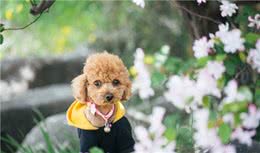 春天是狗狗发病的高峰期，这些防护措施要做好