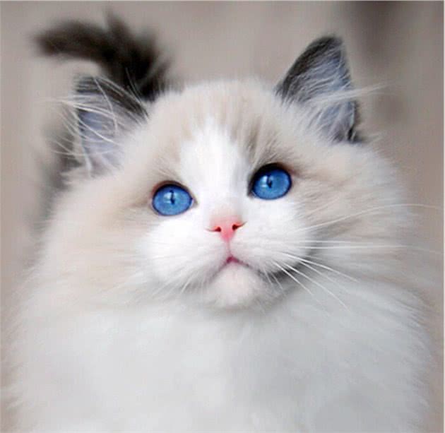 宠物猫和宠物犬的习性有何不同？—广东聚宠堂宠物