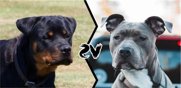 比特犬vs罗威纳犬，谁才是真正的狗中之王？