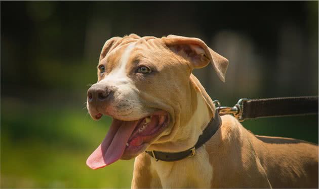 比特犬vs罗威纳犬，谁才是真正的狗中之王？