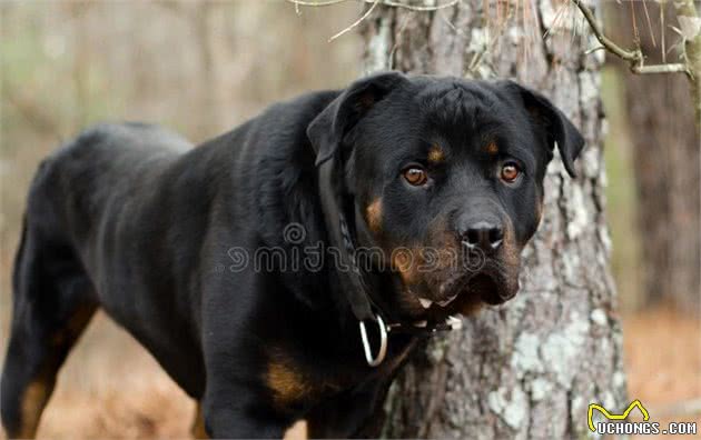 比特犬vs罗威纳犬，谁才是真正的狗中之王？