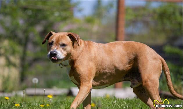 比特犬vs罗威纳犬，谁才是真正的狗中之王？