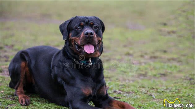 比特犬vs罗威纳犬，谁才是真正的狗中之王？