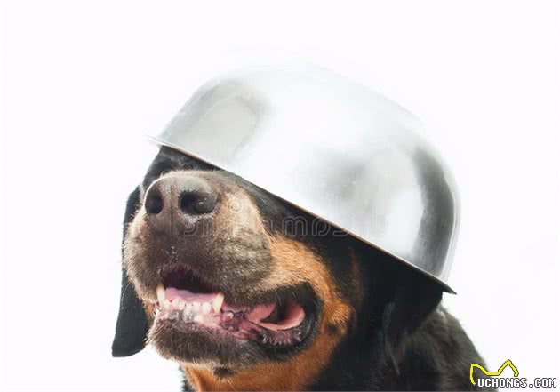 比特犬vs罗威纳犬，谁才是真正的狗中之王？