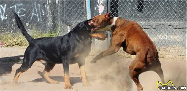 比特犬vs罗威纳犬，谁才是真正的狗中之王？