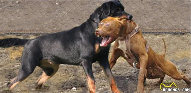 比特犬vs罗威纳犬，谁才是真正的狗中之王？