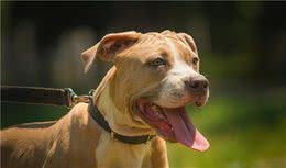 比特犬vs罗威纳犬，谁才是真正的狗中之王？