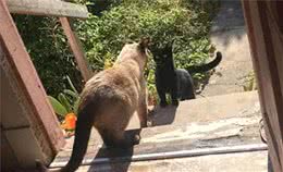 和家猫一起玩的流浪猫怀孕了，生的幼崽却不是自家的种：啥情况？