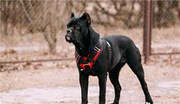 服从性最高的5种中大型犬，主人的命令，从来不会不听
