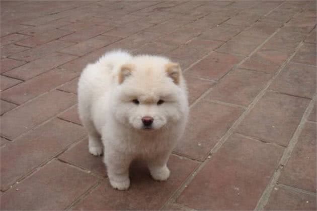 如何训练松狮犬定点大小便？5招轻松搞定，建议收藏