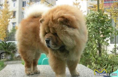 如何训练松狮犬定点大小便？5招轻松搞定，建议收藏