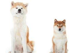 柴犬跟秋田犬有什么区别？为什么柴犬更适合家养？