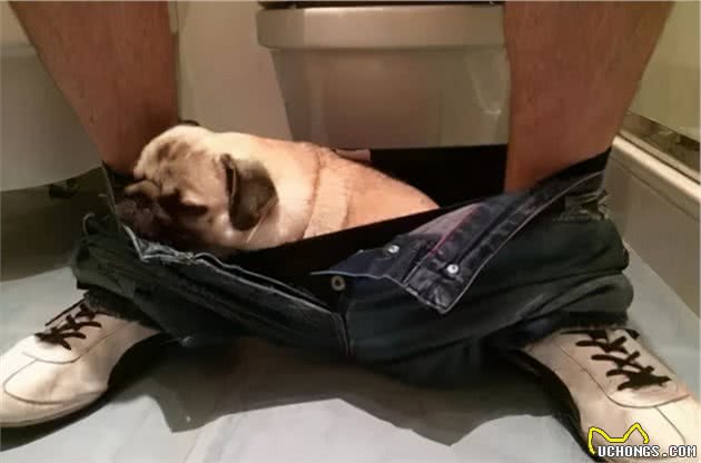对于狗来说，你家厕所的那道门其实就是个摆设