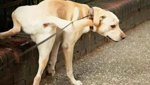 为什么有的公狗不会抬腿小便？