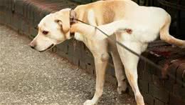 为什么有的公狗不会抬腿小便？