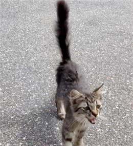 热情的流浪小猫主动跑去与大狗交朋友，这一举动改变了它的命运