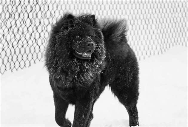 松狮犬有三大品系，各有特色，在你心中那个品系最有特色