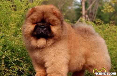 松狮犬有三大品系，各有特色，在你心中那个品系最有特色