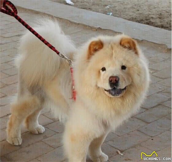 松狮犬有三大品系，各有特色，在你心中那个品系最有特色