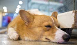 狗狗日渐消瘦是饮食问题？睡眠也很重要，睡不好也许是姿势不对