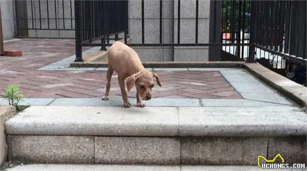 遛泰迪的6大误区，很多主人都会犯，你是否也遛错了呢？