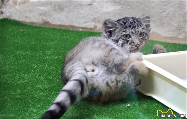 全球最凶狠的猫，受到人类的热捧，网友：求求你们放它一条生路吧
