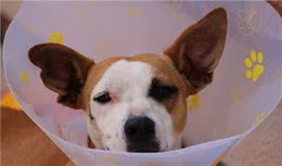 狗狗照护／狗狗狼吞虎咽?吃东西小心造成胃扭转恐致命