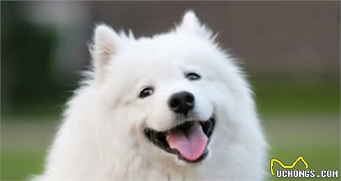 情侣之间适合养什么狗？这些都是不二之选