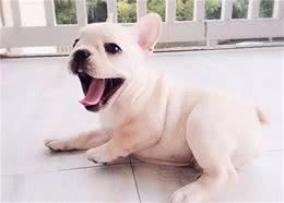 撒娇的狗狗最好命，下面哪一种撒娇方式，是你体验过的？