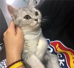 很优质的抱猫姿势提供给大家参考