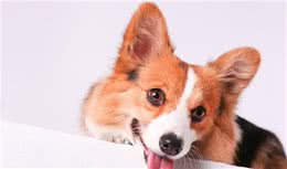 夏天来了，这些食物狗狗要少吃