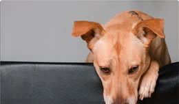 狗狗出现这些情况，可能是生病了