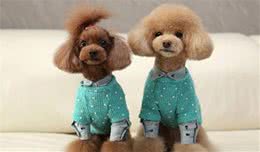 狗狗不长个子怎么办？抓住这5个“生长线”是关键